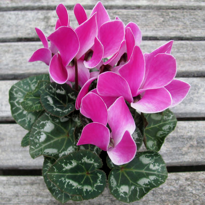 Latinia Success Light Purple Cyclamen