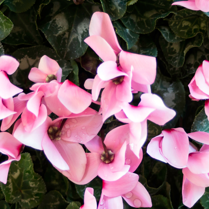 Light Pink Eye Metis Cyclamen