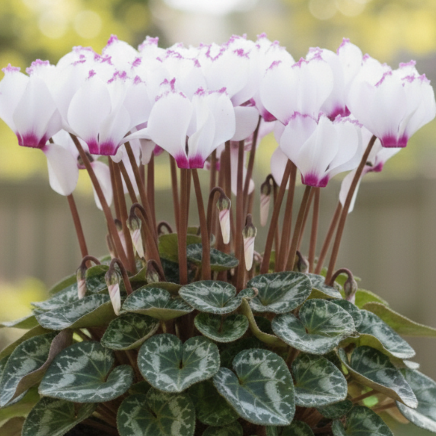 Gothic Monthly Flower Box