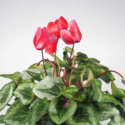 Scarlet Winfall Cyclamen