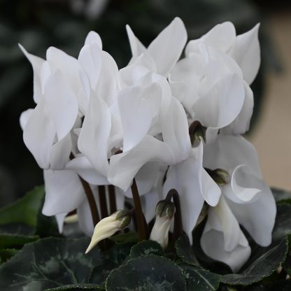 White Winfall Cyclamen