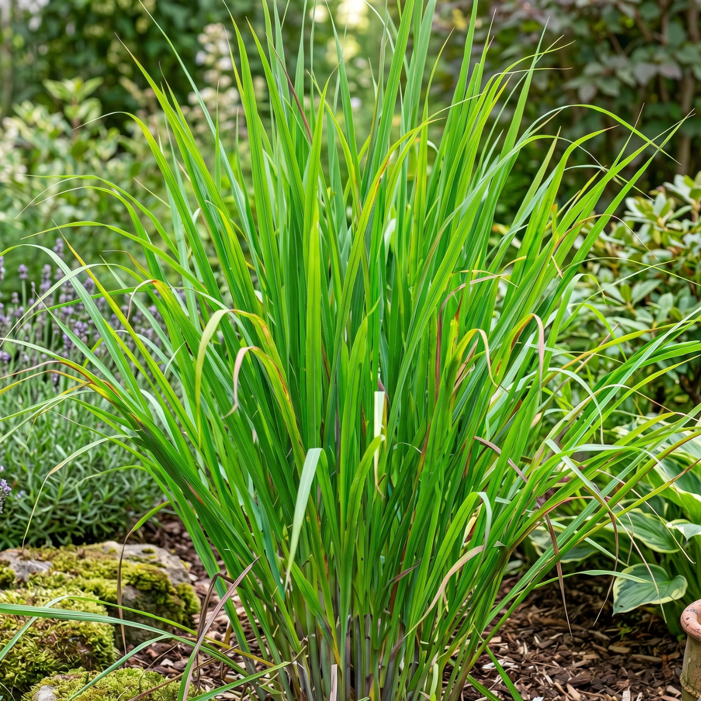 East Indian Lemongrass