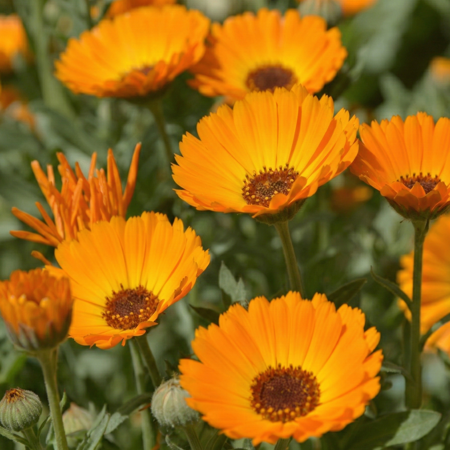 Calendula