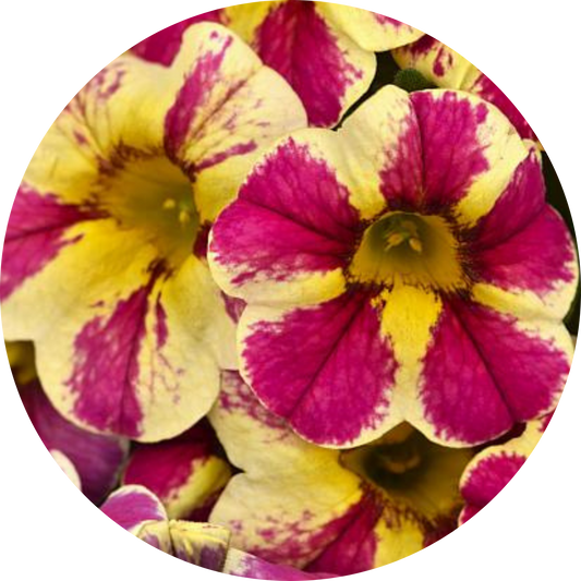 Candy Bouquet Calibrachoa Candy Shop