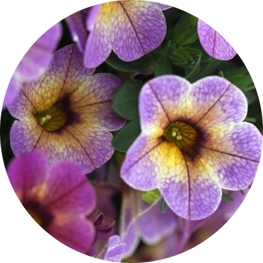 Blackberry Pie Calibrachoa Chameleon