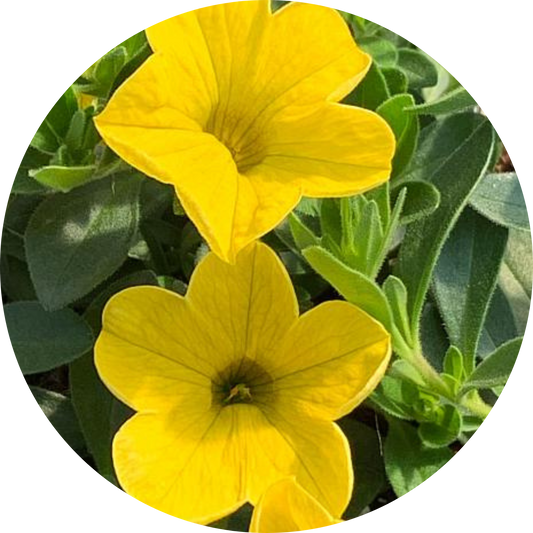 Yellow Calibrachoa Uno
