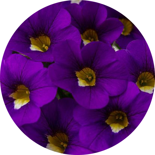 Calitastic Violaceous Calibrachoa