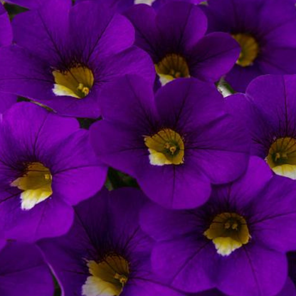 Calitastic Violaceous Calibrachoa