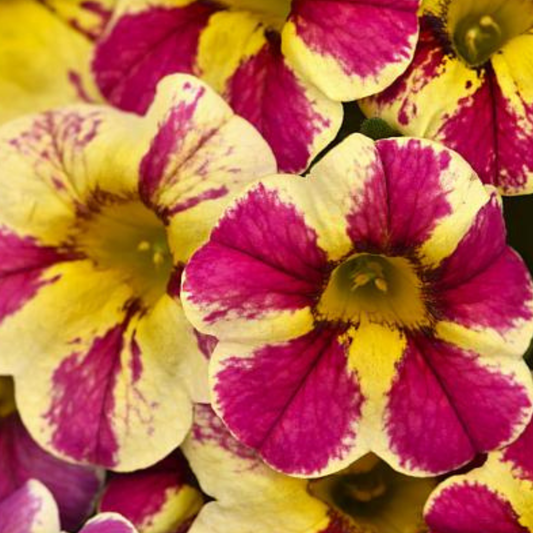 Candy Bouquet Calibrachoa Candy Shop