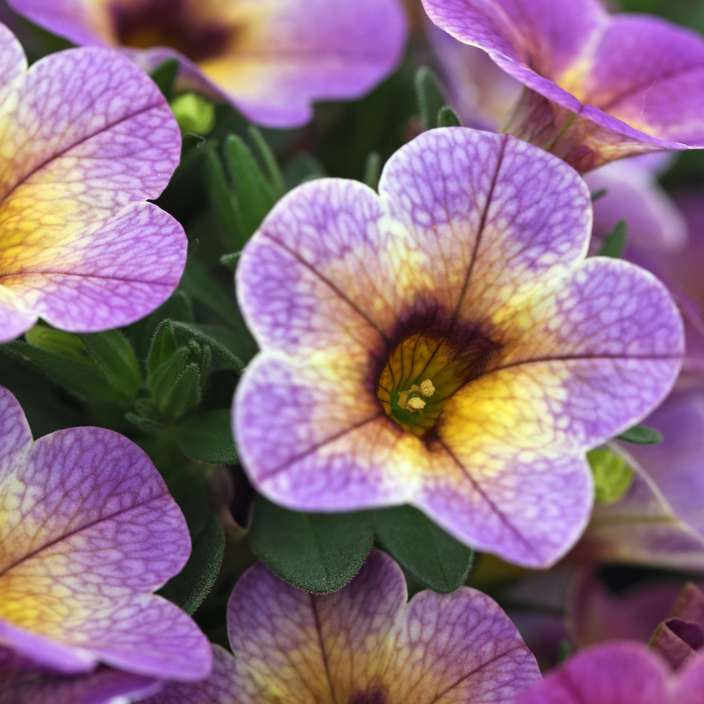 Blackberry Pie Calibrachoa Chameleon
