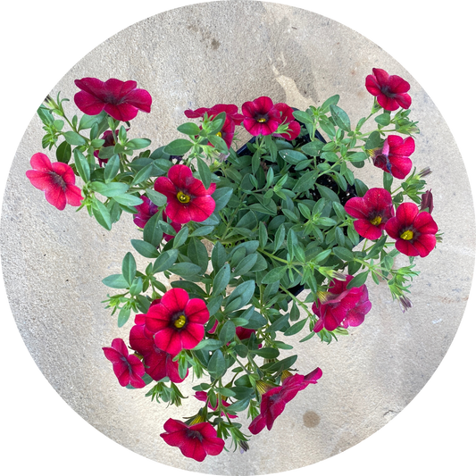 Calibrachoa "Red Floral"