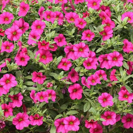 Trailing Magenta Calibrachoa