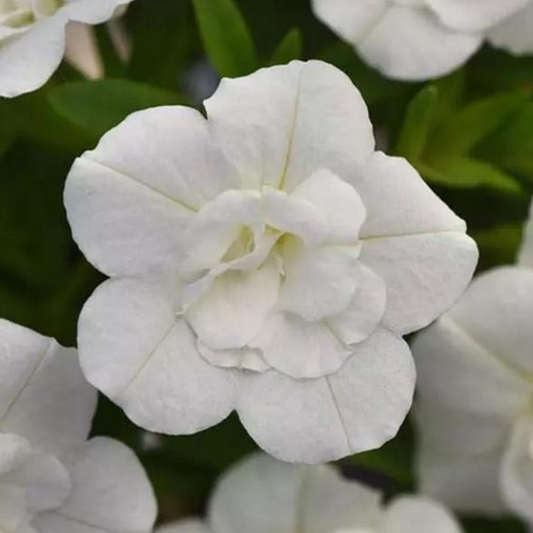 Double White Calibrachoa Uno