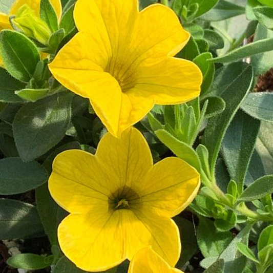 Yellow Calibrachoa