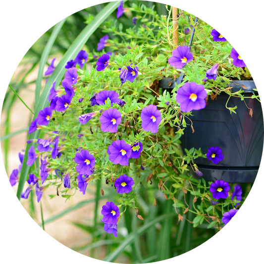 Calibrachoa "Purple Floral"