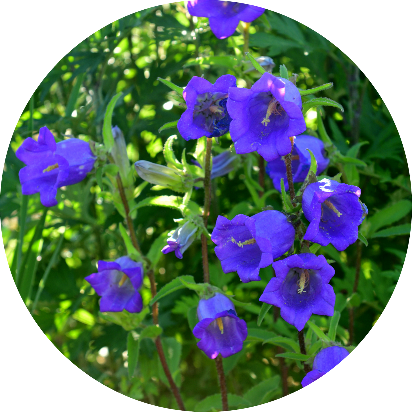 Campanula "Blue Floral"