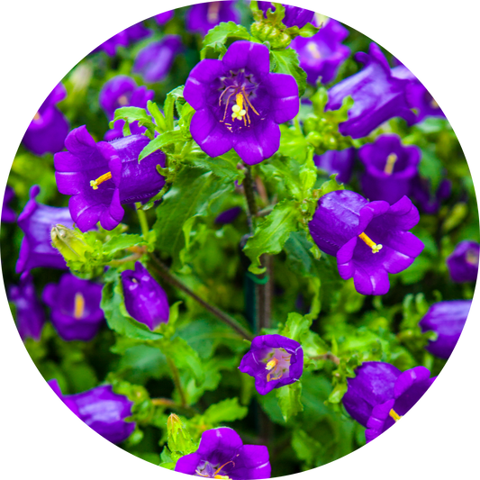 Campanula "Purple Floral"
