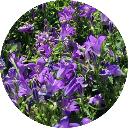 Birch Hybrid Campanula