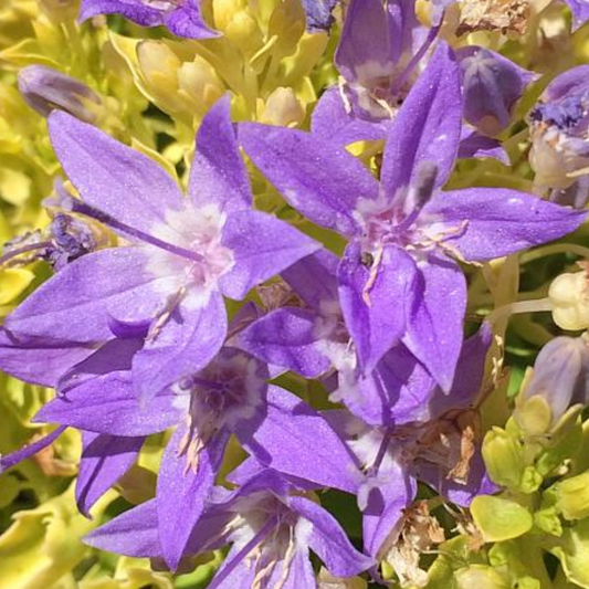 Dickson's Gold Campanula