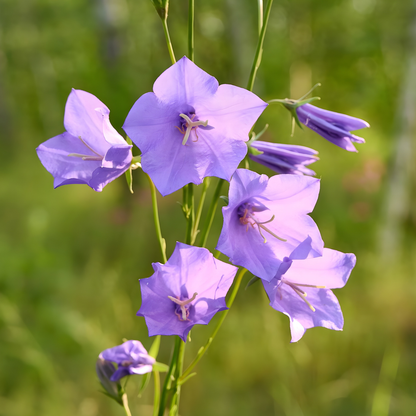 Rotundifolia Campanula