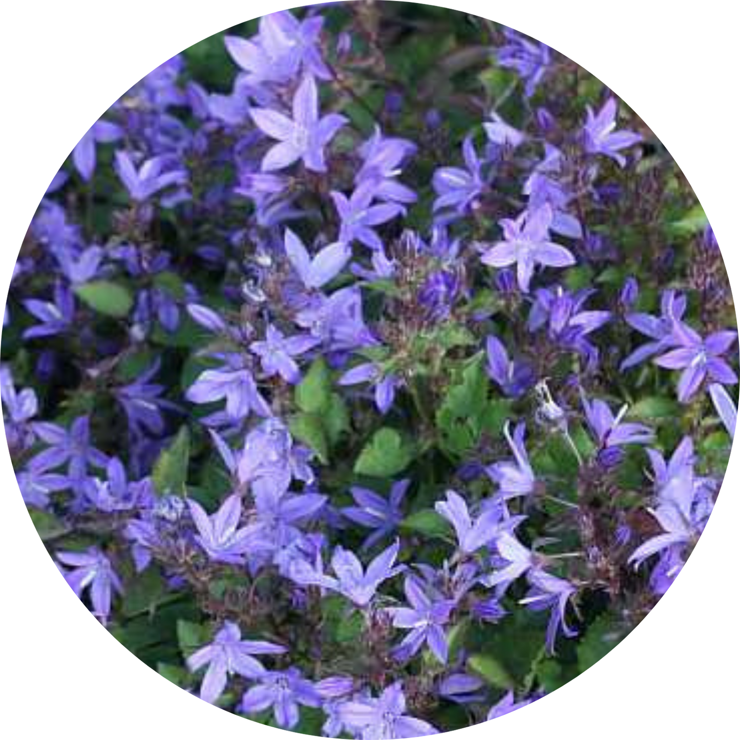 Blue Purple Campanula