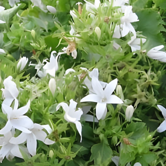 Alba Campanula