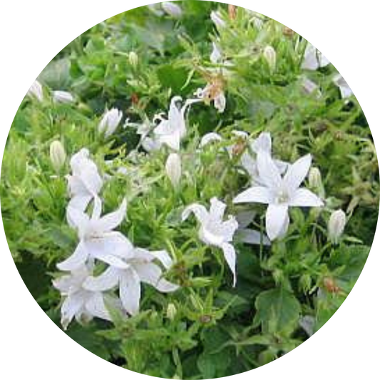Alba Campanula