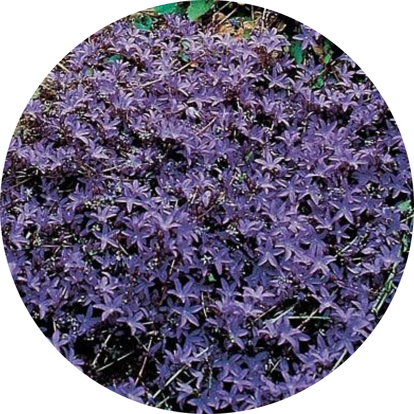 Blue Water Fall Campanula