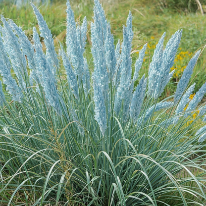 Campo De Azul Moor Grass