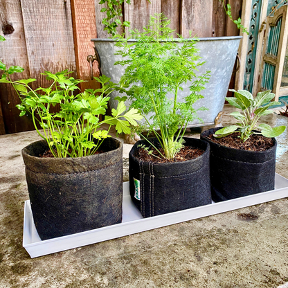 Organic Herb Garden Kits