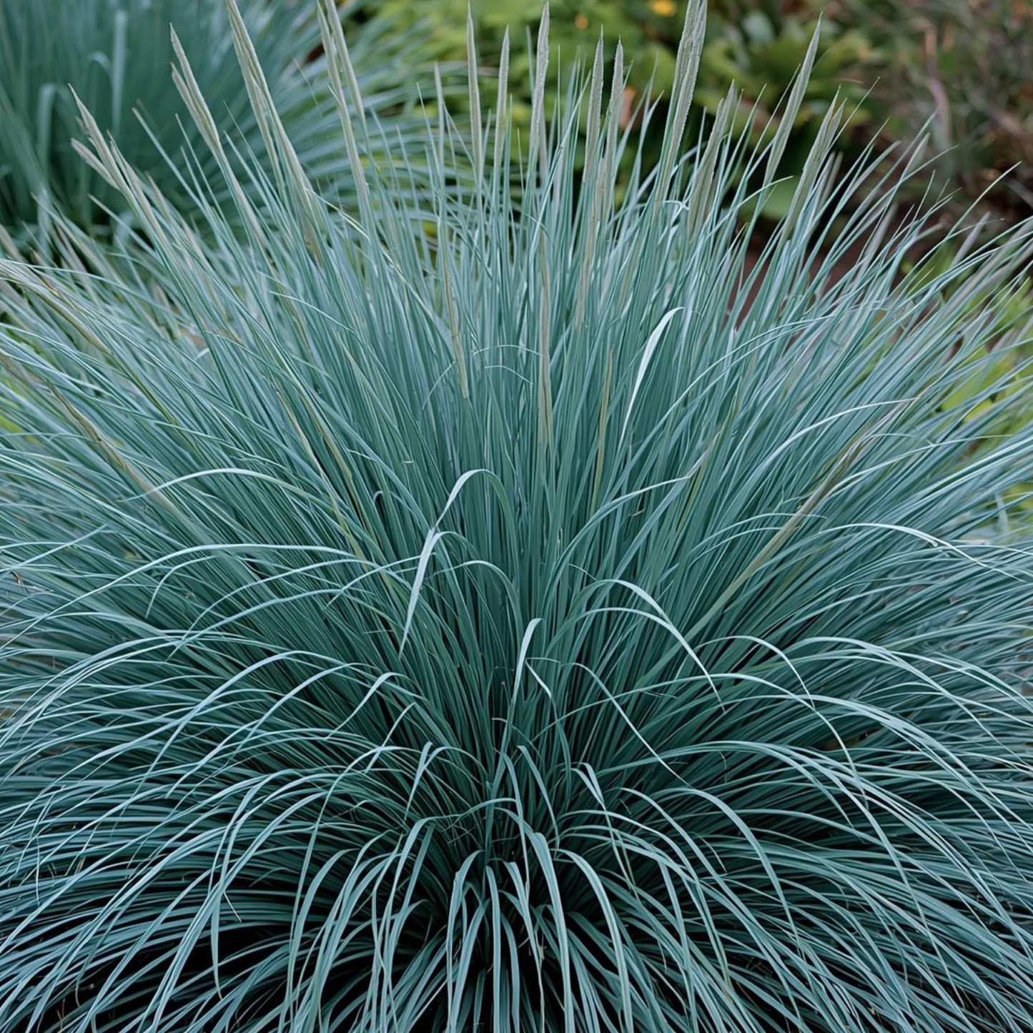 Cool Blue Monthly Flower Box
