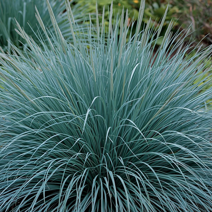 Cool Blue Monthly Flower Box