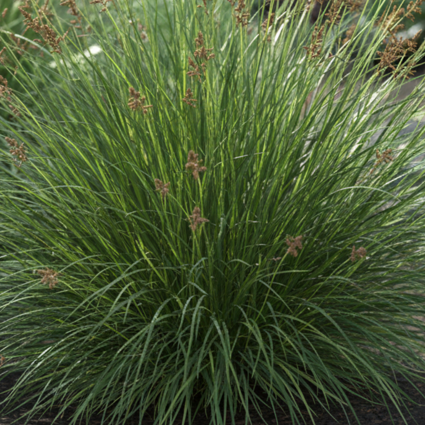 Divulsa Carex