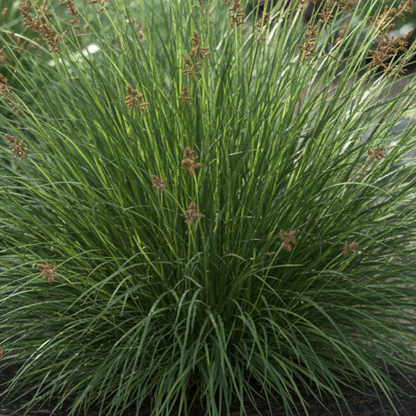Divulsa Carex