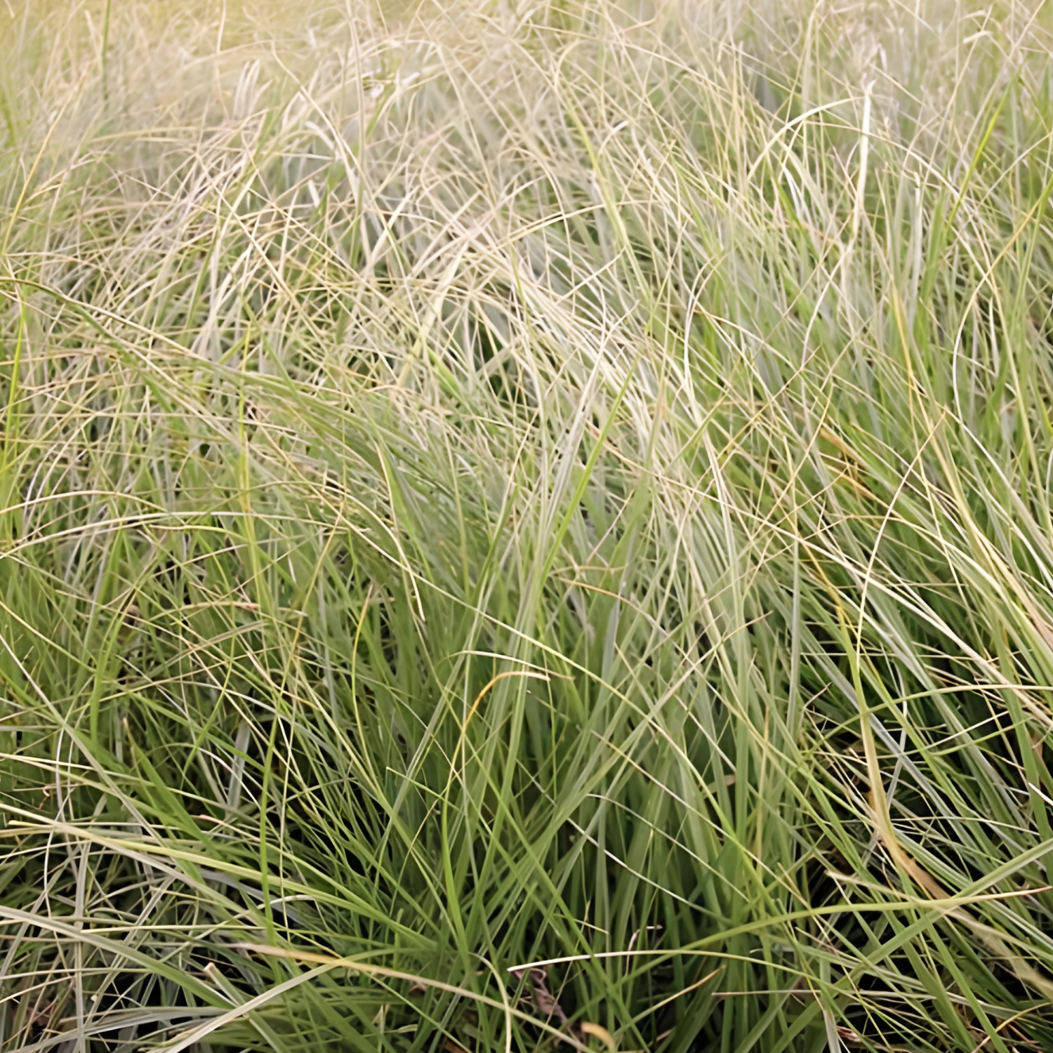 Pansa Pansa Carex - 4