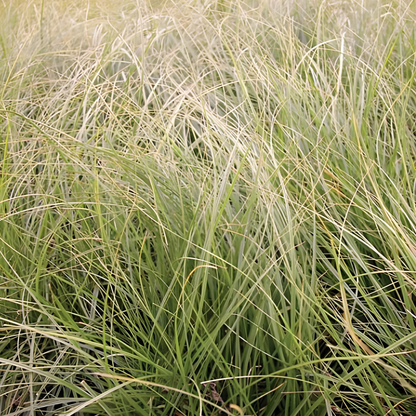 Pansa Carex
