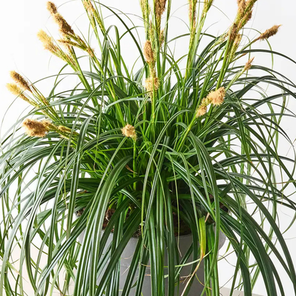 Ribbon Falls Carex