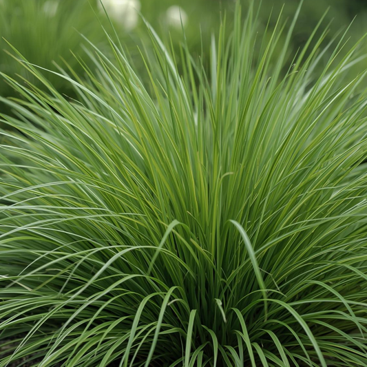 Chisai Carex Praegracilis