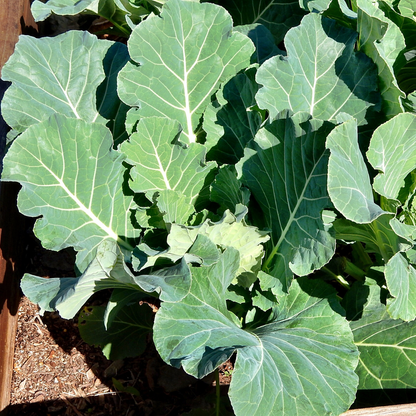 Champion Collard Greens in a 3-inch pot, an organic starter plant with broad smooth blue-green leaves