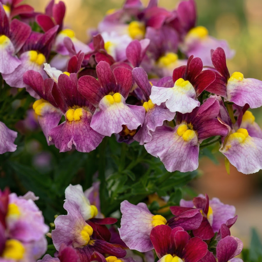 Cherryberry Escential Nemesia