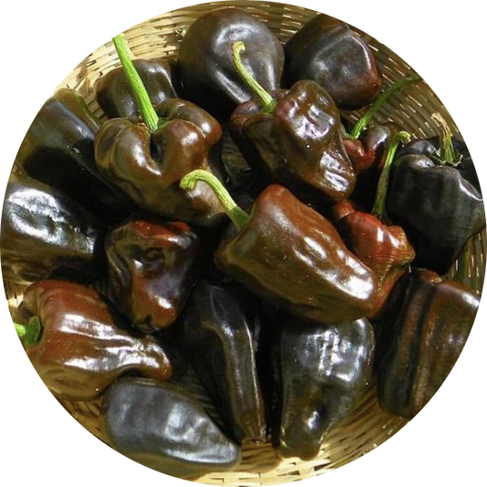 Chilhuacle Negro Pepper