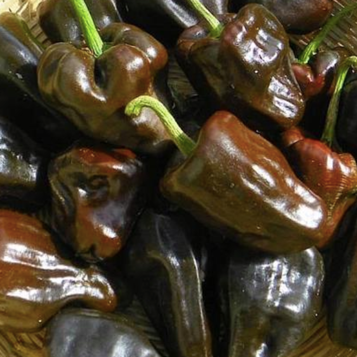 Chilhuacle Negro Pepper
