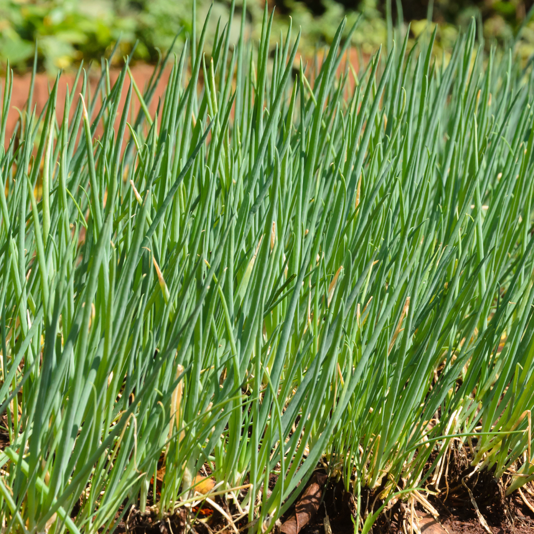 Chives