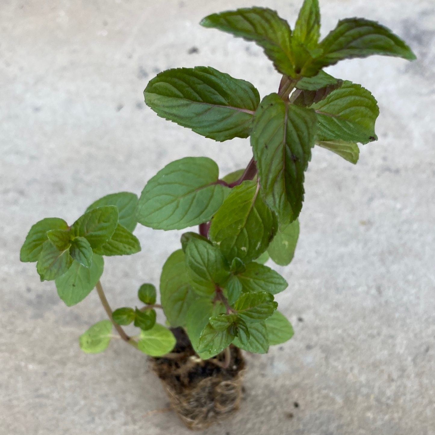 Chocolate Mint, 2" plant