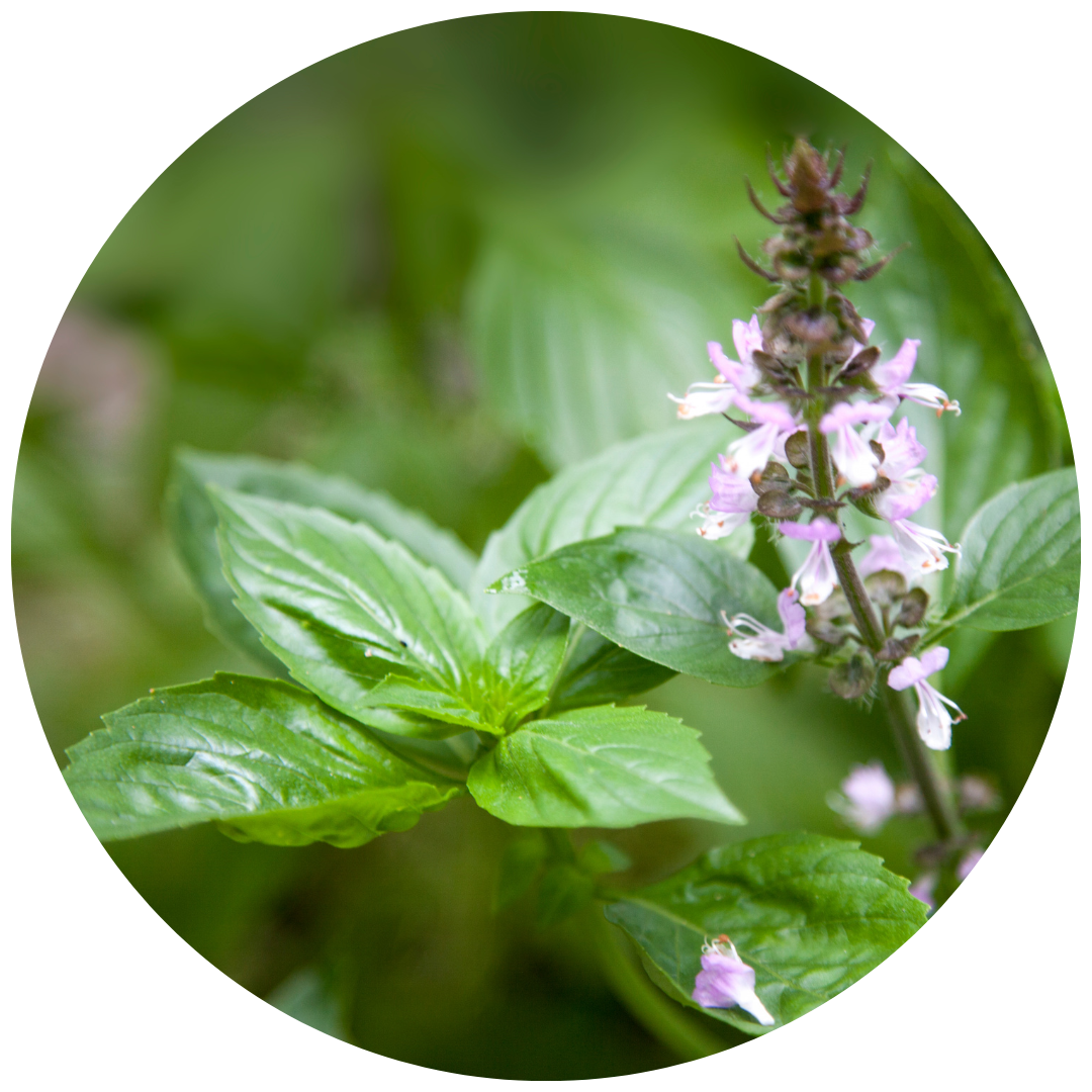 Cinnamon Basil