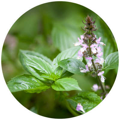 Cinnamon Basil