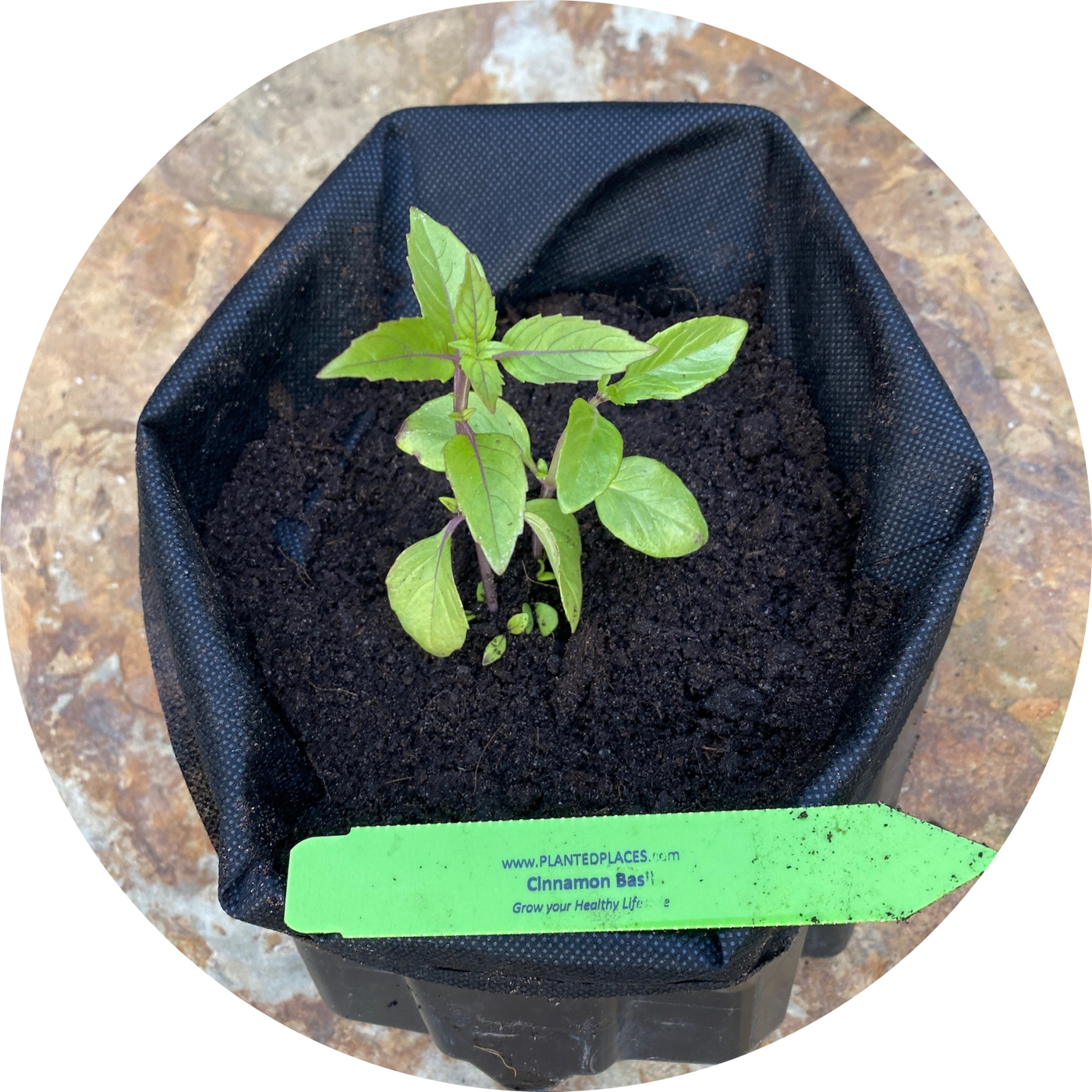 Cinnamon Basil