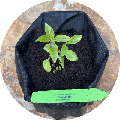 Cinnamon Basil