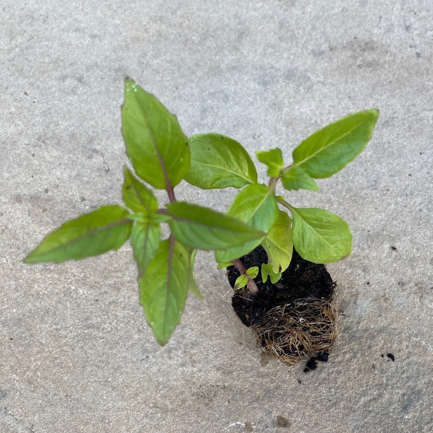 Cinnamon Basil