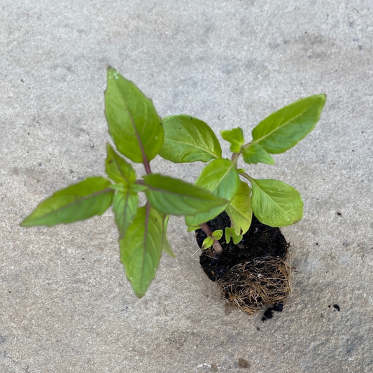 Cinnamon Basil